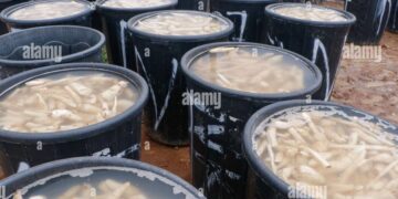 The Hidden Dangers of Adding Detergent or Paracetamol to Cassava for Fufu